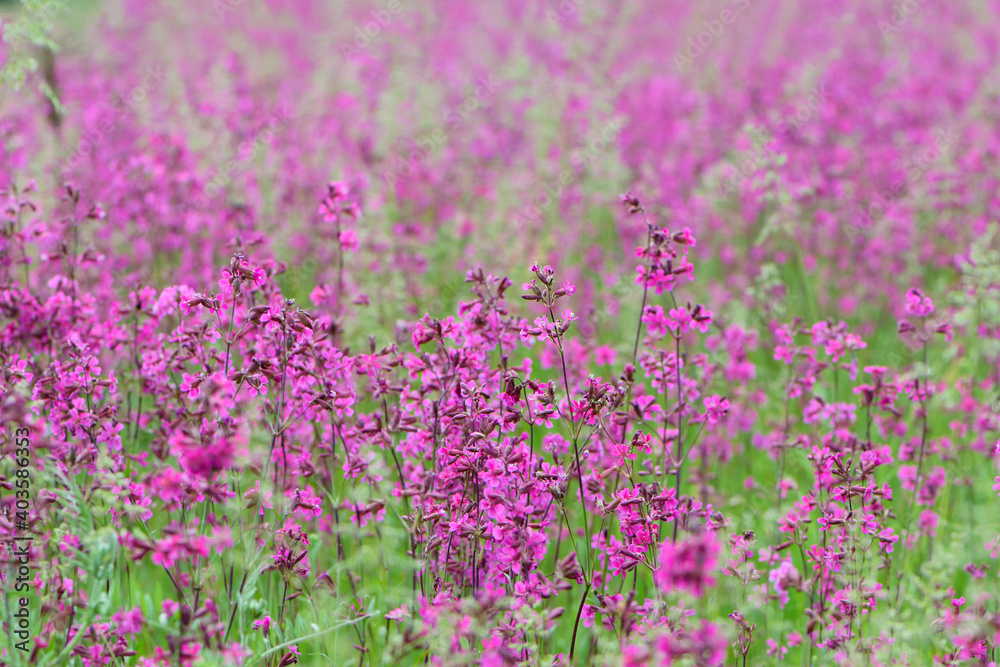 Beautiful delicate pink flowers Viscaria Vulgaris growing in a meadow in summer close-up. selective focus, bokeh, blurred background. pink wildflower. Blooming sticky catchfly. Seasonal flower