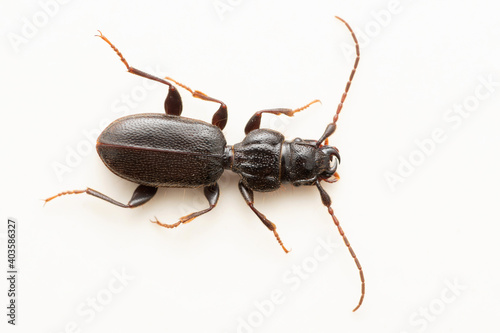 Flat ground beetle, Coreoblemus miyamai, Satara, Maharashtra, India