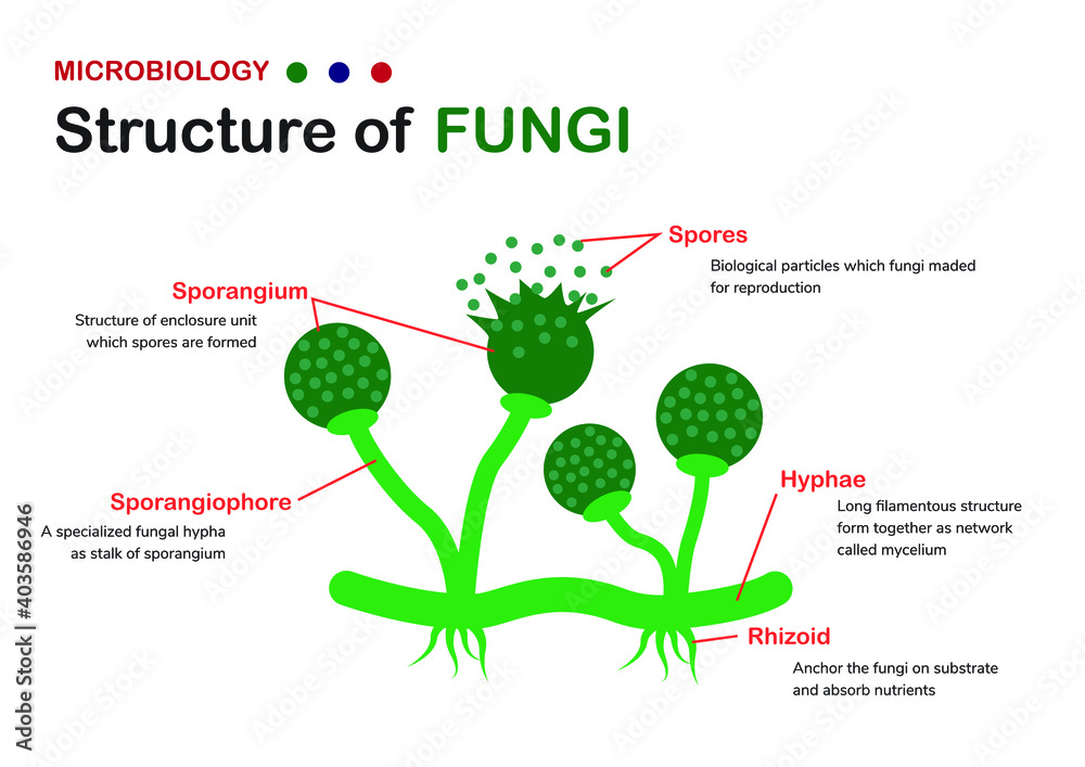 Biology diagram shows the basic structure of fungi (mold, bread mold) Stock  Vector