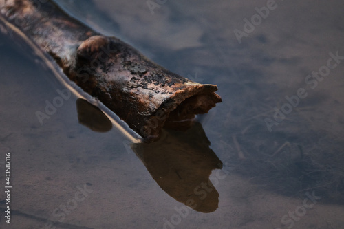 Log floating in water.
