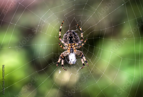 cross spider in the center of the web