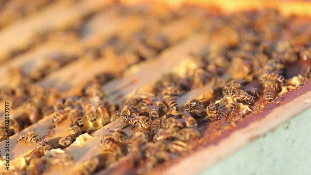 Bees convert nectar into honey Close-up Bee Flying Bee honeycomb hive, honey, apiary macro
Bees convert nectar into honey Close-up Bee Flying Bee honeycomb hive, honey, apiary macro