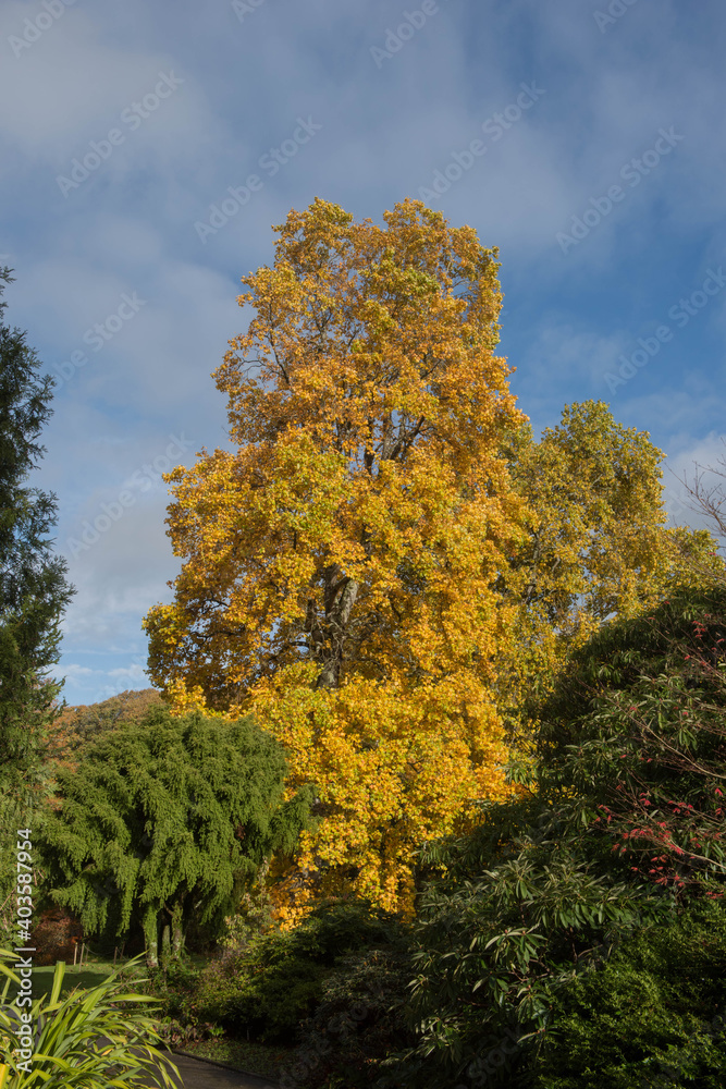 Bright Yellow Autumn Foliage on a Deciduous Tulip Tree (Liriodendron tulipifera) Growing in a Garden with a Bright Blue Sky Background in Rural Devon, England, UK