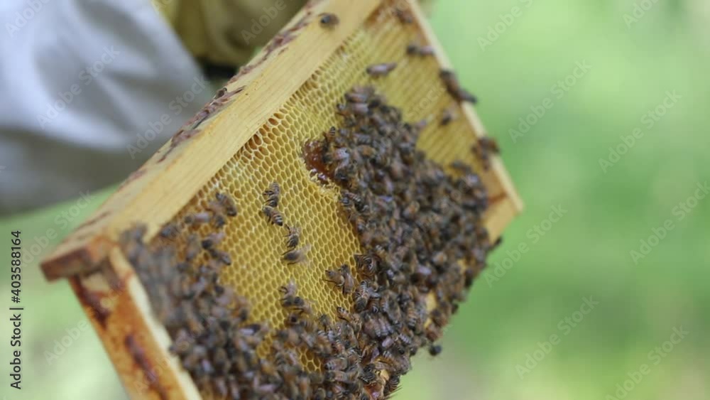 Bees convert nectar into honey Close-up Bee Flying Bee honeycomb hive, honey, apiary macro
Bees convert nectar into honey Close-up Bee Flying Bee honeycomb hive, honey, apiary macro