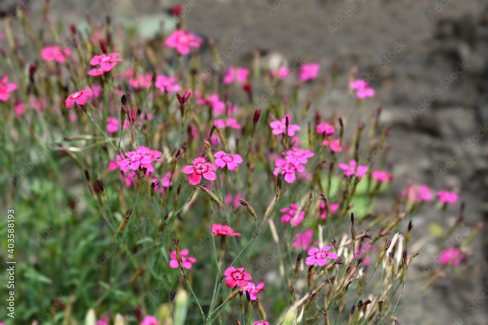 Maiden pink Brilliant Maiden pink Brilliant