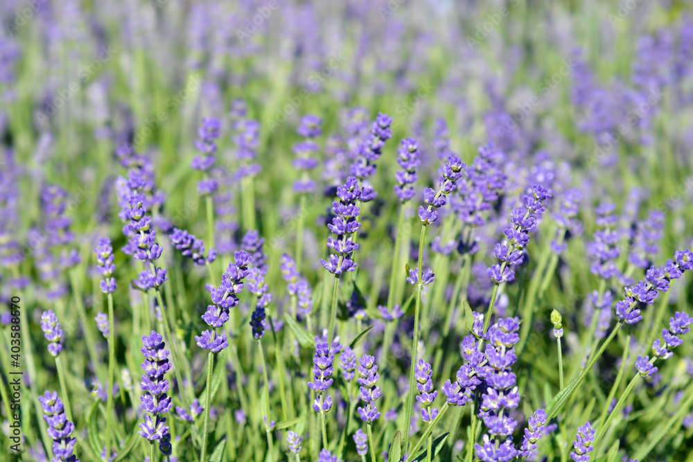 Naklejka premium Lavender Essence Purple