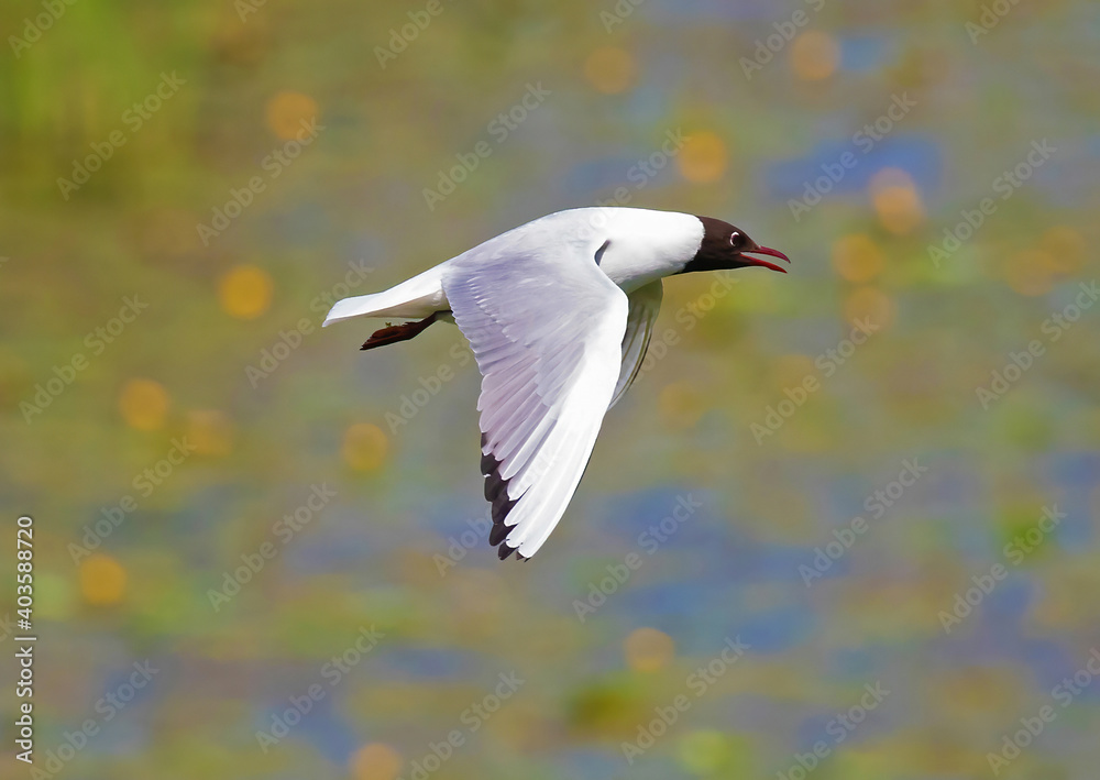 Obraz premium The black-headed gull (Chroicocephalus ridibundus) is a small gull.