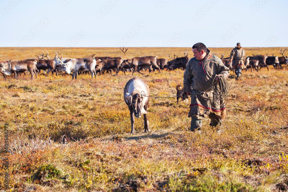 The extreme north, Yamal, reindeer in Tundra , Deer harness with reindeer, pasture of Nenets The extreme north, Yamal, reindeer in Tundra , Deer harness with reindeer, pasture of Nenets
