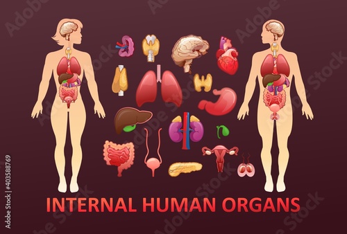 organs in the human body banner