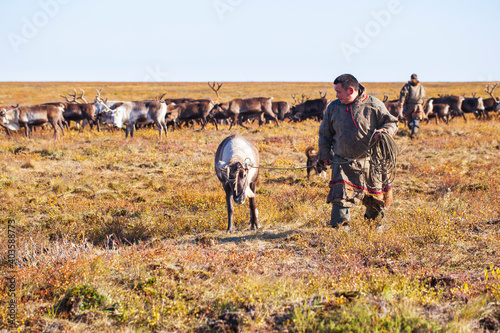The extreme north, Yamal, reindeer in Tundra , Deer harness with reindeer, pasture of Nenets