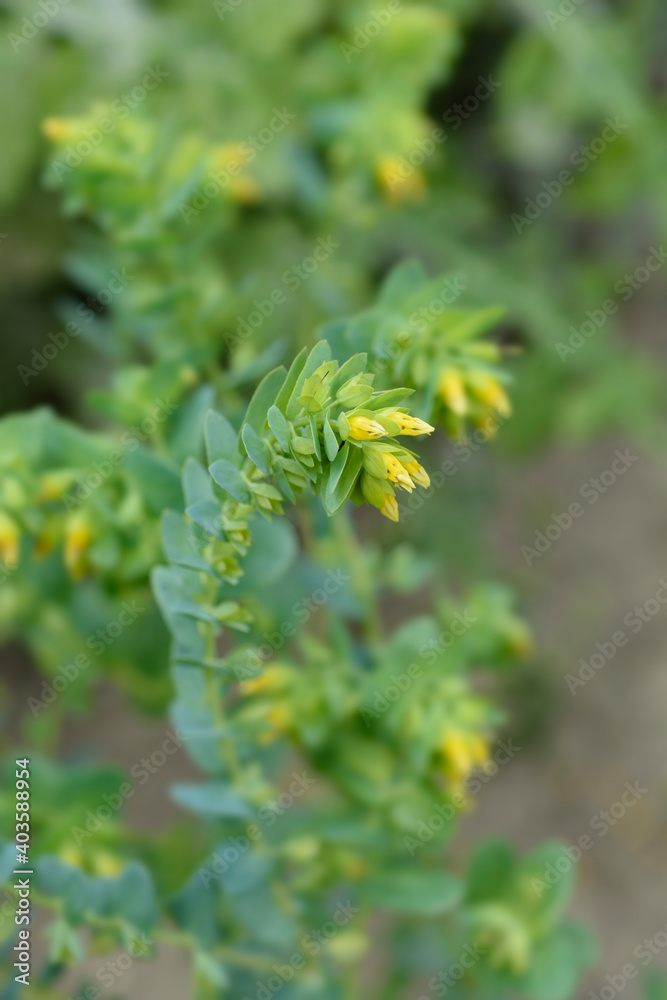 Smooth honeywort Smooth honeywort