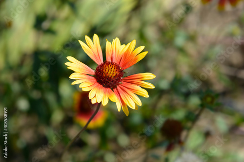 Blanket flower