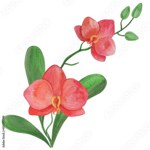 Watercolor illustration, orchid flowers, isolate on a white background