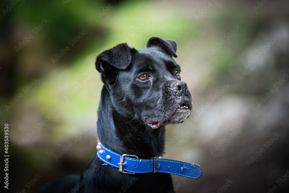 Portrait of a foster dog.  This mixed Cane Corso breed was abandoned by his owners. He lives now in a foster home.