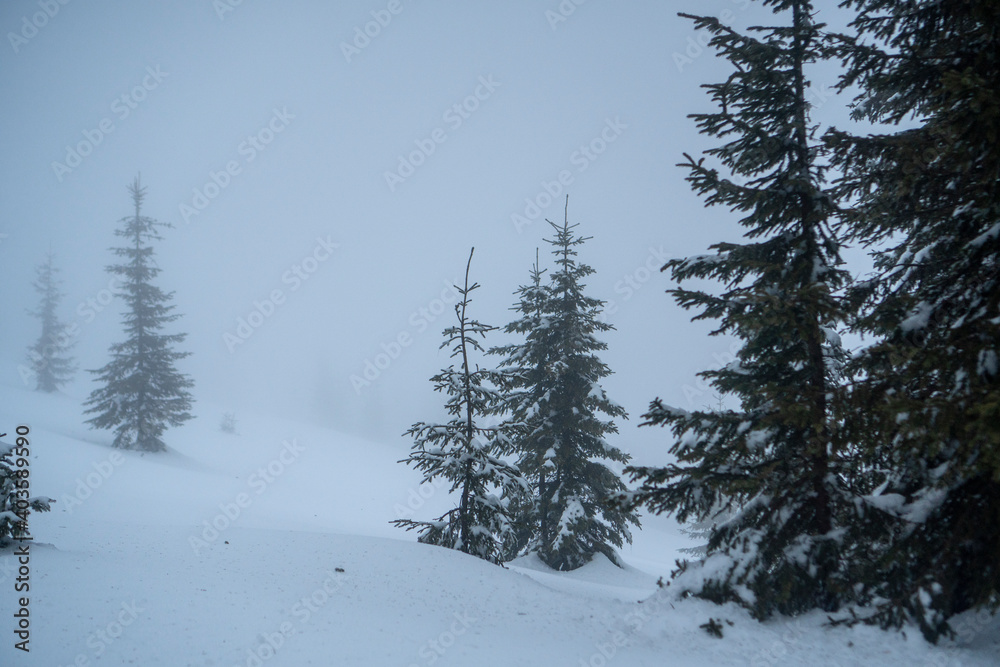 Winter trees in windy and fogy mountains, cold background Winter trees in windy and fogy mountains, cold background