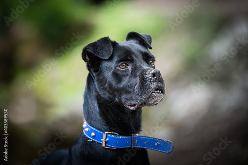 Portrait of a foster dog. This mixed Cane Corso breed was abandoned by his owners. He lives now in a foster home.