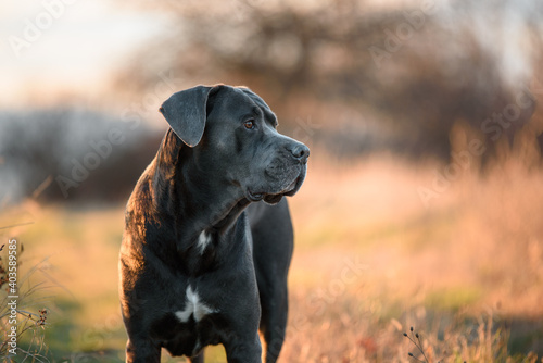 Pictures of beautiful gray Cane Corso breed taken during a regular walk and obedience training
