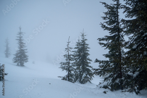 Winter trees in windy and fogy mountains, cold background © DIlyana
