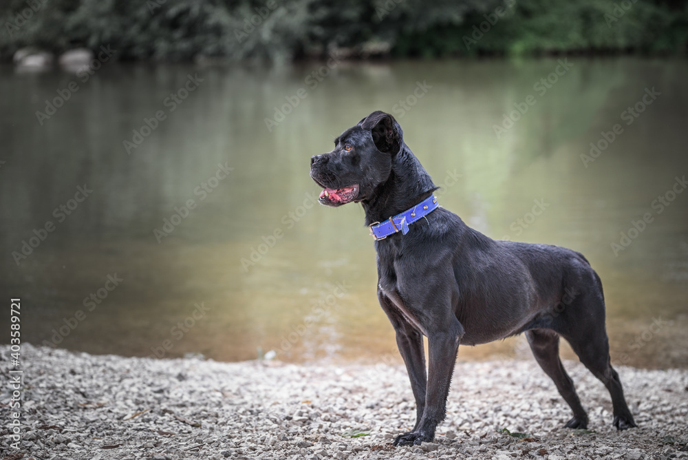 Portrait of a foster dog. This mixed Cane Corso breed was abandoned by his owners. He lives now in a foster home. Portrait of a foster dog. This mixed Cane Corso breed was abandoned by his owners. He lives now in a foster home.