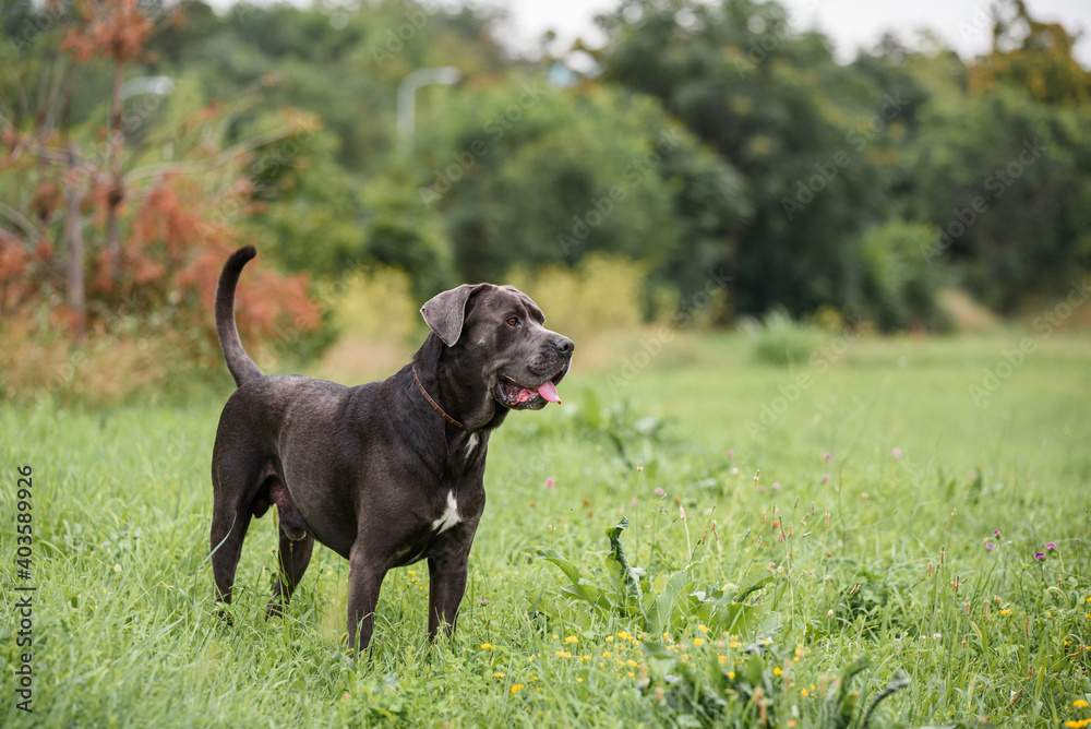 Pictures of beautiful gray Cane Corso breed taken during a regular walk and obedience training