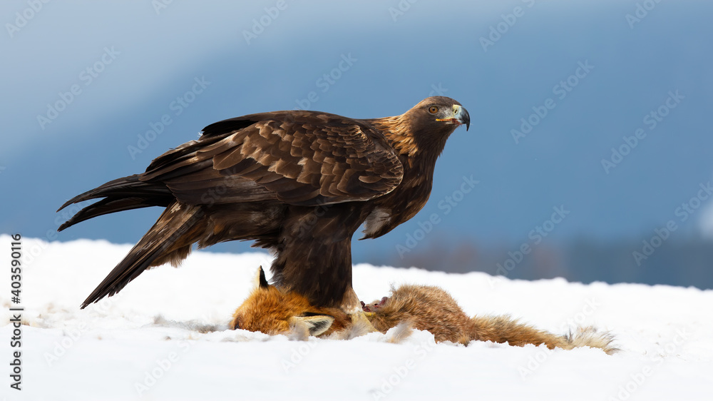 Golden eagle, aquila chrysaetos, standing on snow in wintertime nature. Brown wild bird looking near to killed fox on white meadow. Dark animal observing next to dead prey.