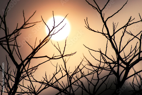 Silhouette branch with sun and light.