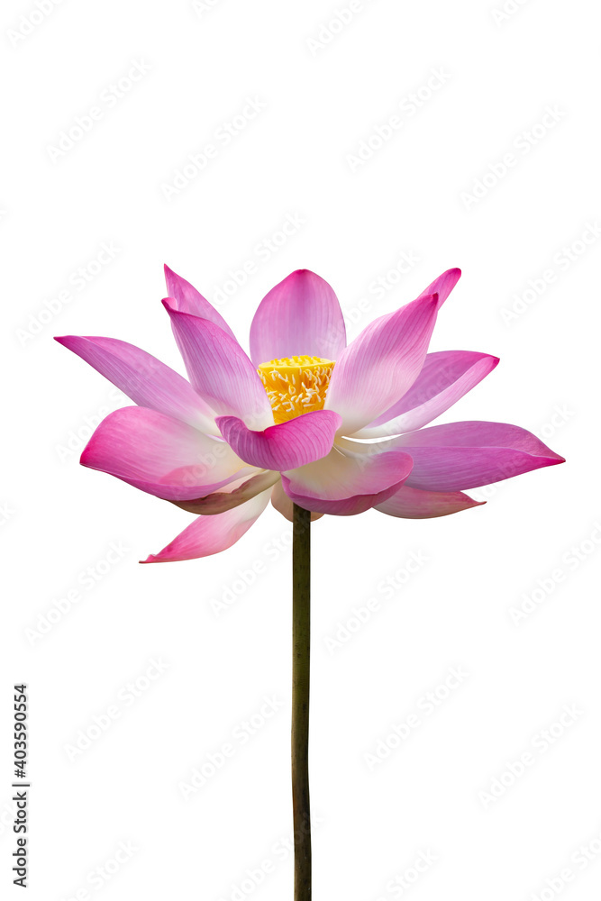Lotus flower isolate on white background with clipping path.
