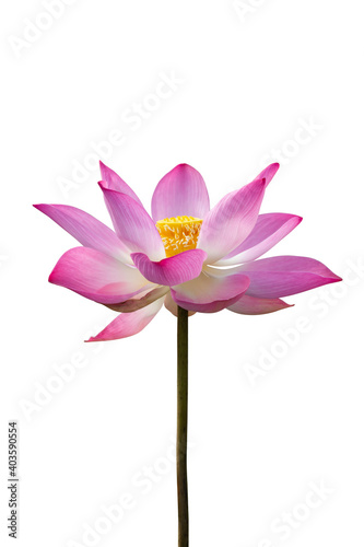 Lotus flower isolate on white background with clipping path.