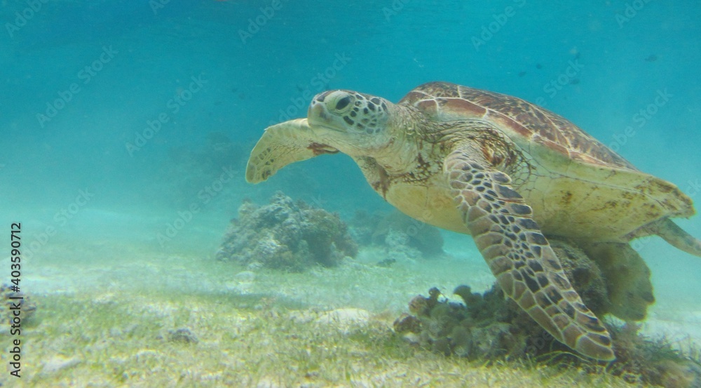 Obraz premium sea turtle, sea, Cebu, Bohol