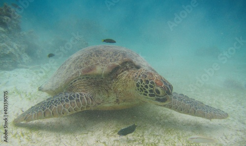  sea turtle, sea, Cebu, Bohol
