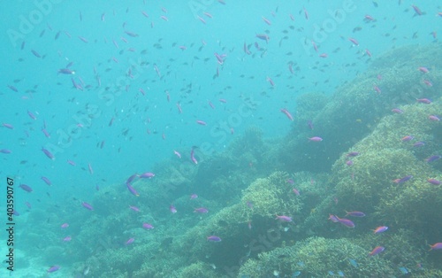 fish, sea, coral reef, Cebu, Bohol