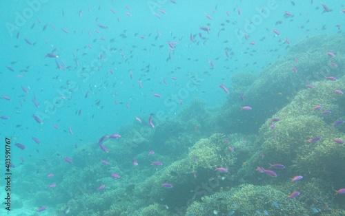 fish  sea  coral reef  Cebu  Bohol