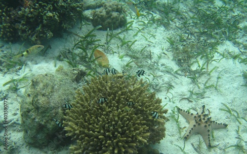 fish, coral reef, sea, Cebu, Bohol