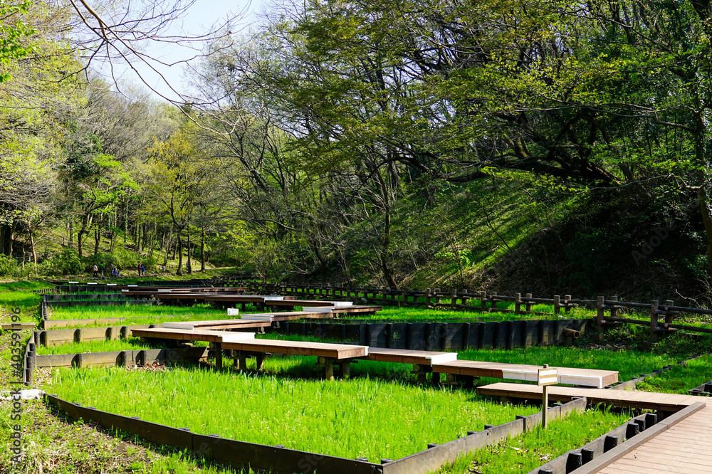 春の公園　「神奈川県立四季の森公園」しょうぶ園の木道