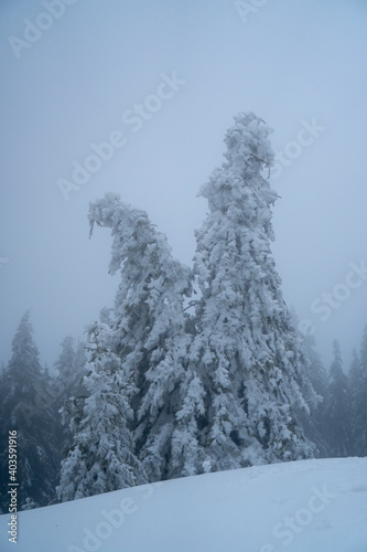 Misty frozen winter landscape with snow covered pine trees 
