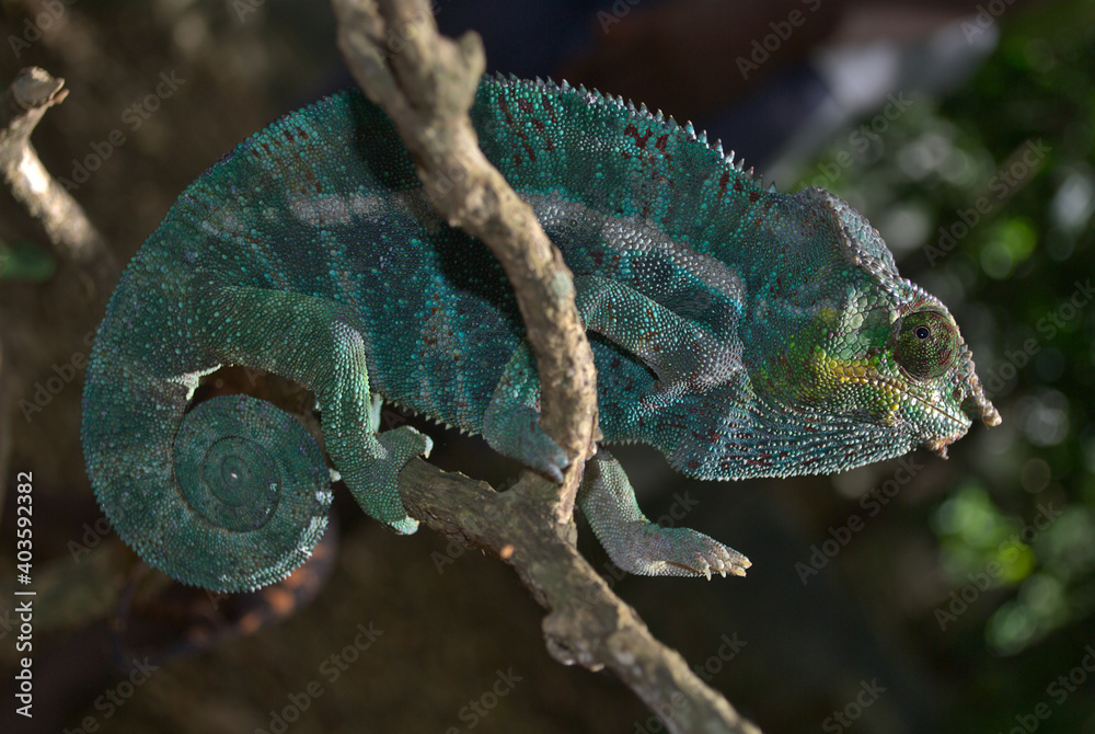 Fototapeta premium leopard chameleon (furcifer pardalis), male, on a branch