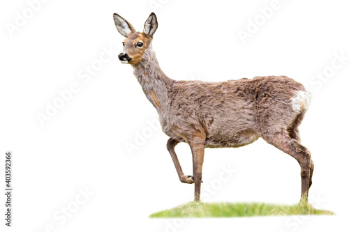 Foto Gravid roe deer, capreolus capreolus, doe standing on grass cut out on blank