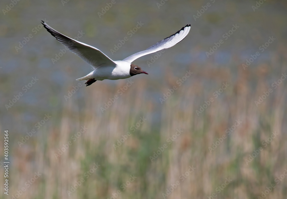 The black-headed gull (Chroicocephalus ridibundus) is a small gull. The black-headed gull (Chroicocephalus ridibundus) is a small gull.