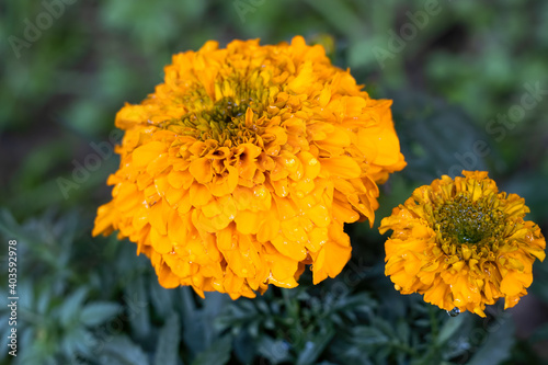 Big yellow marigold flower in the garden with water drops