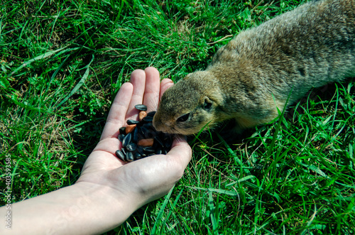 Gopher eats seeds from hands photo