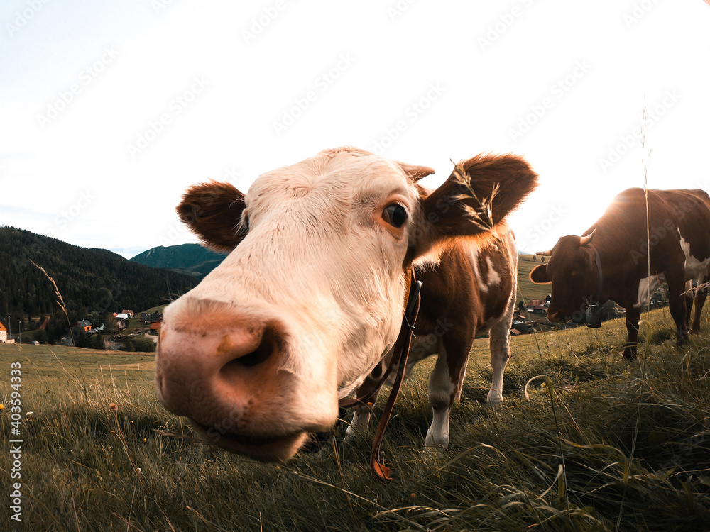 Cow eating grass on a meadow in mountains during sunset.