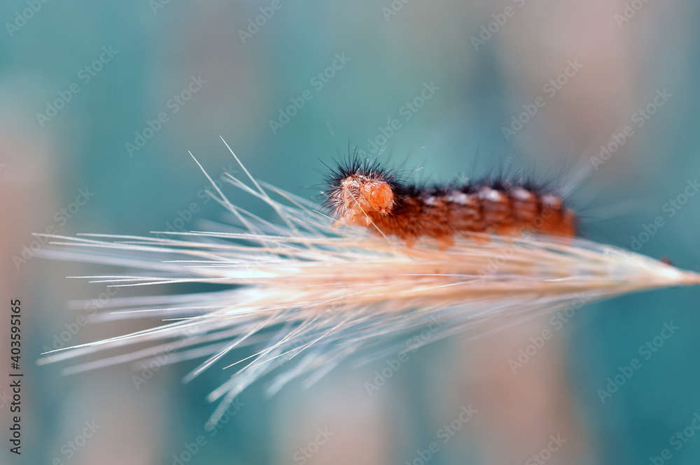 Fototapeta premium Macro shots, Beautiful nature scene. Close up beautiful caterpillar of butterfly