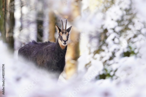 Tableau sur toile Beautiful portrait of a chamois in winter time