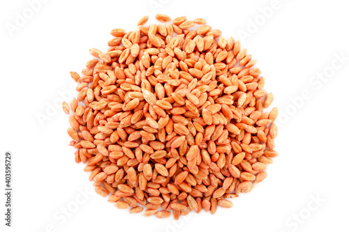Wheat seeds isolated on white, top view. Wheat seeds treated with pesticide. Wheat grains isolated on white background, top view. Heap of pickled wheat seeds. Triticum grain on a white background.