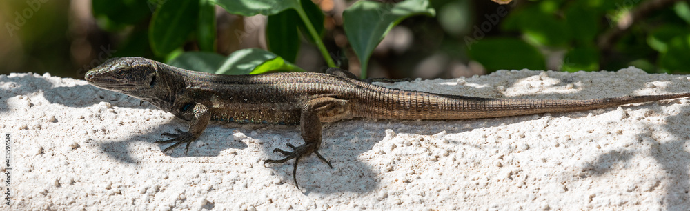 Naklejka premium Lizards of La Gomera and La Palma (Canary Islands)