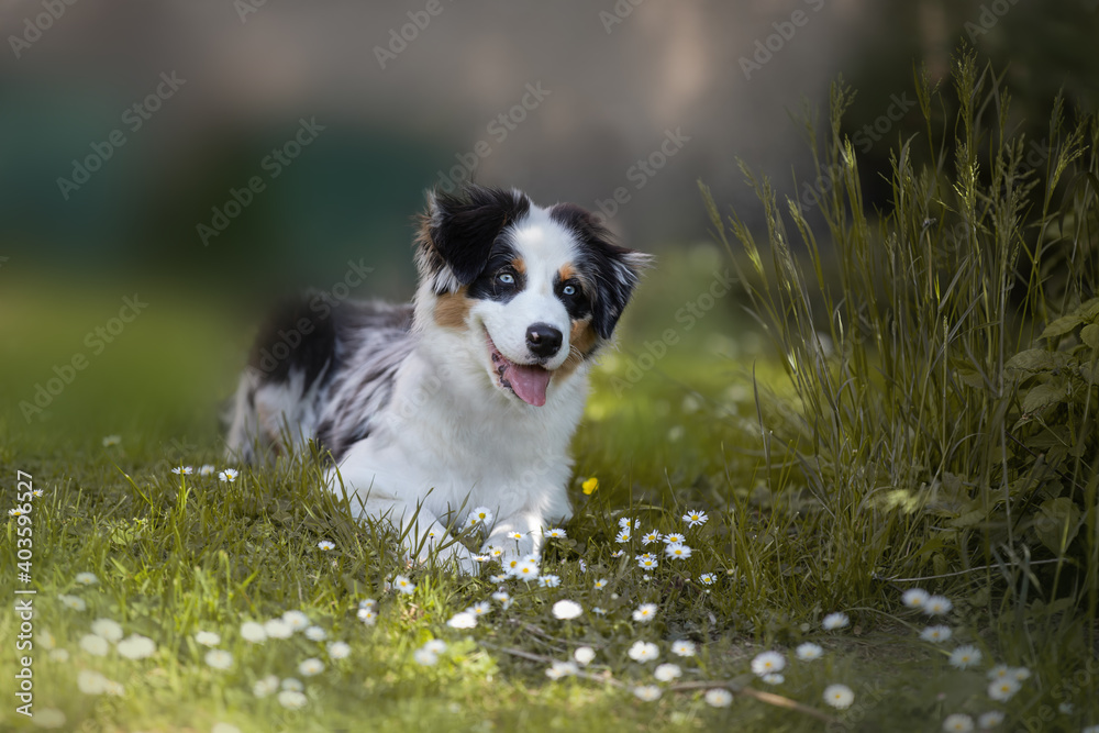 australian sheperd welpe puppy australian sheperd welpe puppy