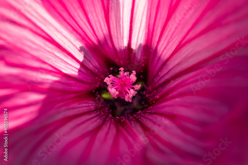 Lavatera pink flowers close up. Macro photo.