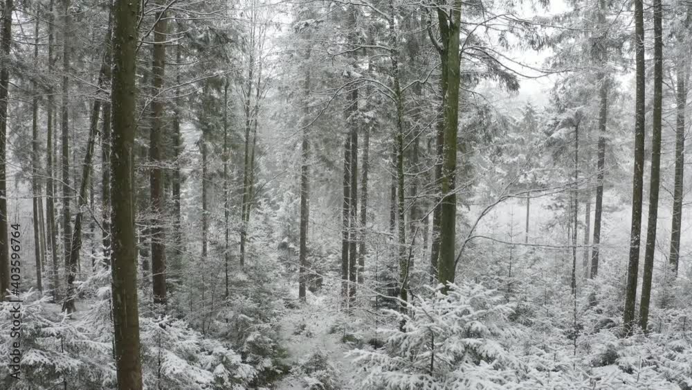 slow camera flight during snowfall between the trees in the beginning of winter slow camera flight during snowfall between the trees in the beginning of winter