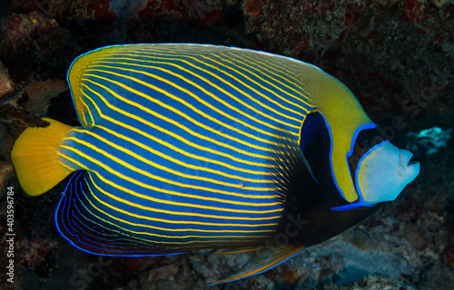 Emperor Angelfish Seychelles Indian ocean