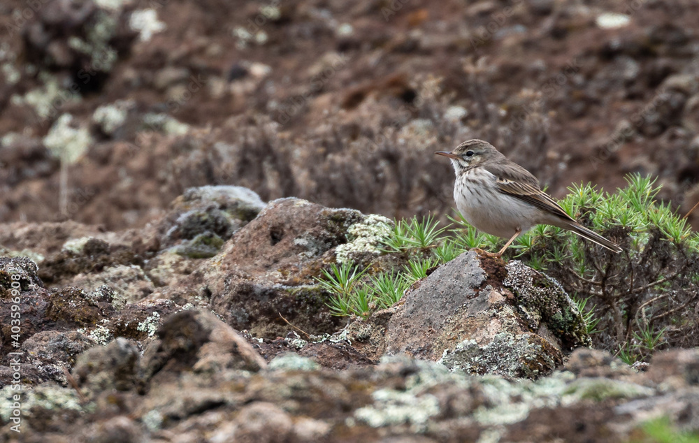 Berthelot's Pipit (endemic to Canary Islands) Berthelot's Pipit (endemic to Canary Islands)